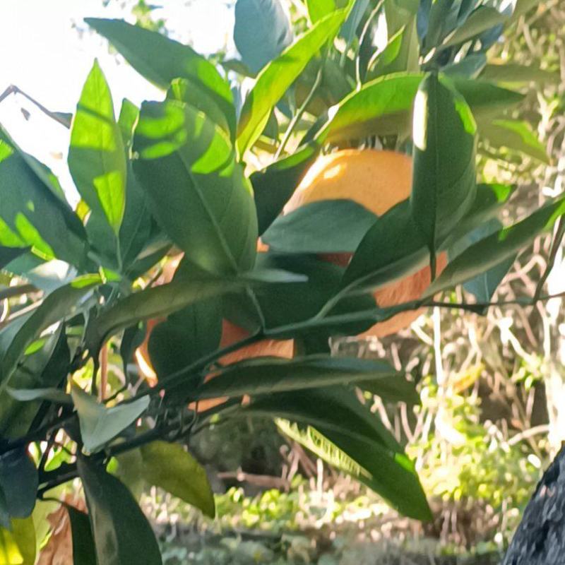 夏橙