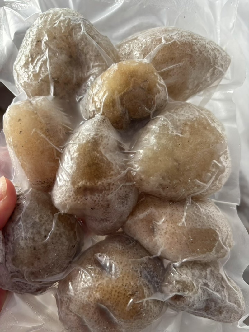 珍珠球参规格齐全厂家直销