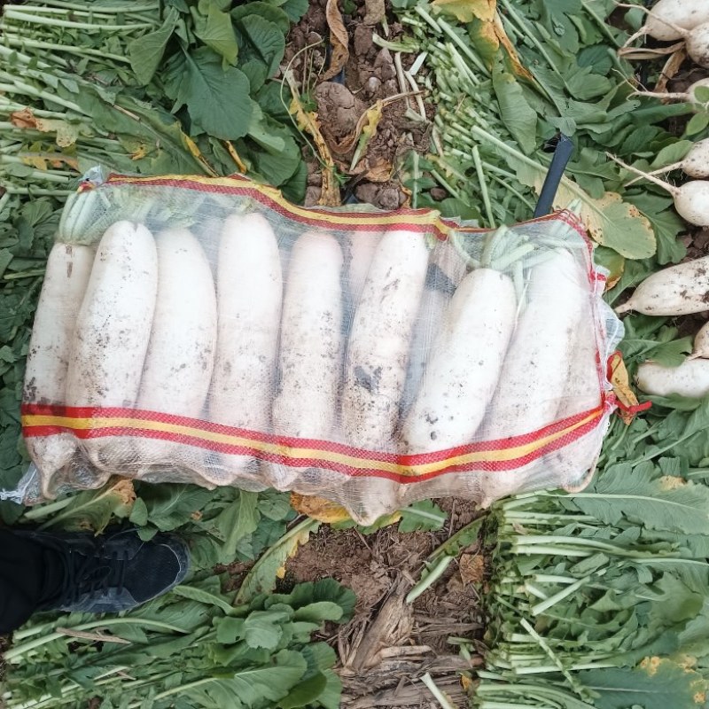 河南周口白萝卜大量供应中，市场货，电商货，产地直发！