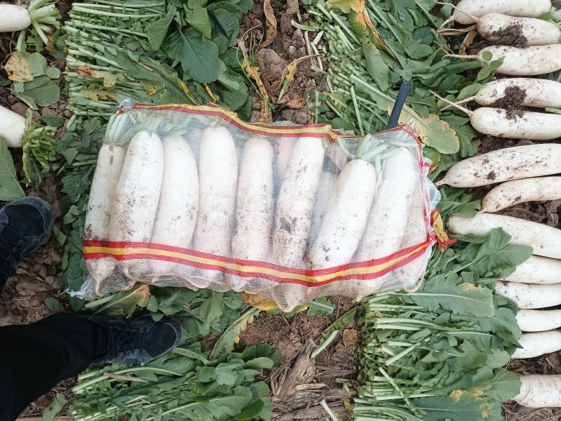 河南周口白萝卜大量供应中，市场货，电商货，产地直发！