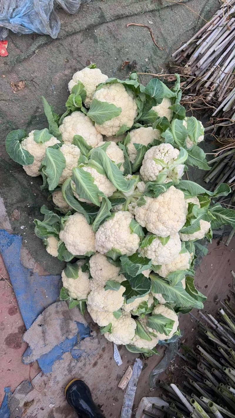 贵州白花菜上市中欢迎老板来电下单