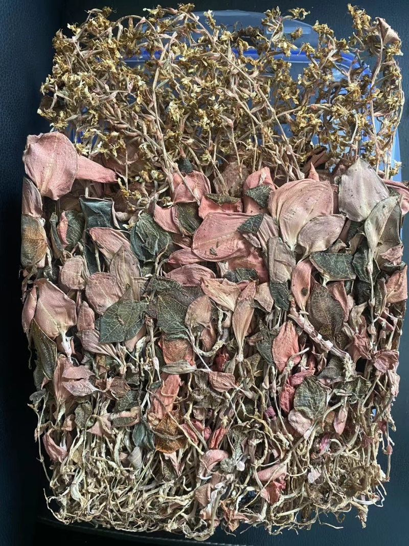 红霞金线莲开花干品种植户直发价格优惠欢迎下单品尝