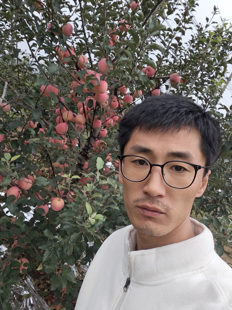 山东烟台红富士苹果