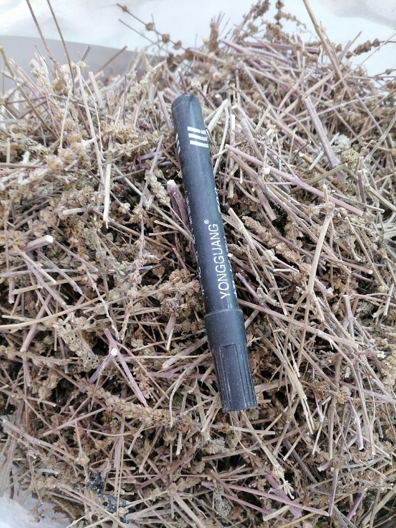 荆芥全荆芥荆芥穗