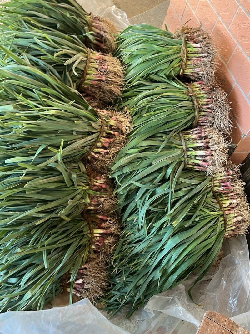 红根大蒜苗
