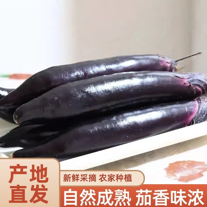 山东紫把茄子大量上市，全国发货大面推广，欢迎进店沟通。