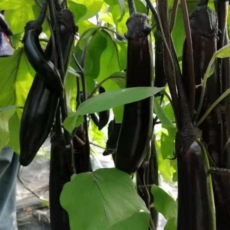 山东紫把茄子大量上市，全国发货大面推广，欢迎进店沟通。