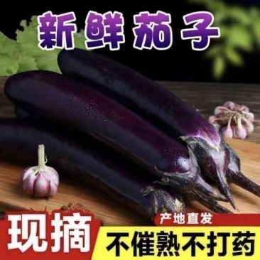 山东紫把茄子大量上市，全国发货大面推广，欢迎进店沟通。