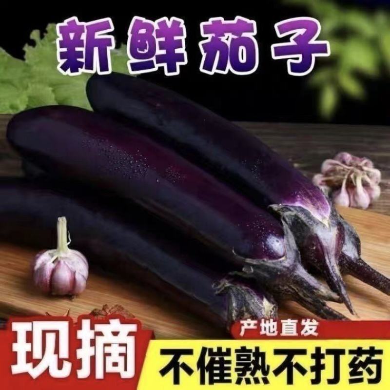 山东紫把茄子大量上市，全国发货大面推广，欢迎进店沟通。