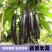山东紫把茄子大量上市，全国发货大面推广，欢迎进店沟通。