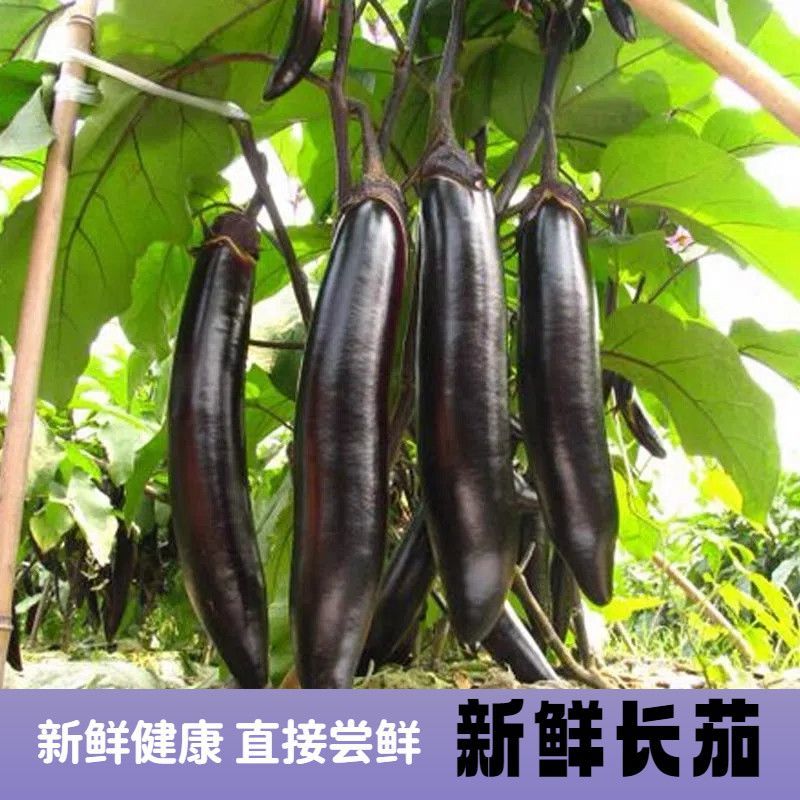 山东紫把茄子大量上市，全国发货大面推广，欢迎进店沟通。
