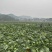 川货脆莲白大量上市