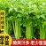 山东芹菜西芹质量好价格优欢迎进店咨询联系选购