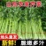 山东芹菜西芹质量好价格优欢迎进店咨询联系选购