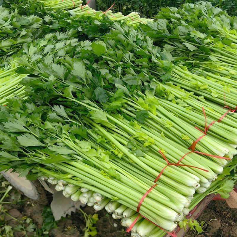 山东芹菜西芹小芹菜【西芹】山东潍坊芹菜自家种植条形好条细