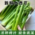 山东芹菜西芹小芹菜【西芹】山东潍坊芹菜自家种植条形好条细