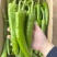 广东辣椒青皮尖椒基地货大量供应可供商场工厂电商