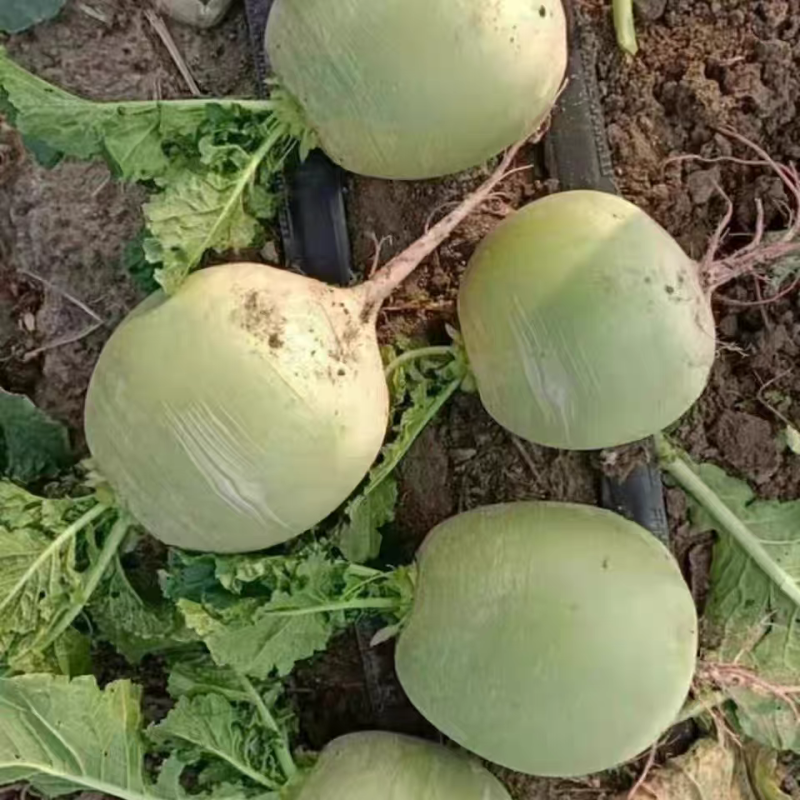 心里美萝卜，萝卜，大量有货价格美丽，