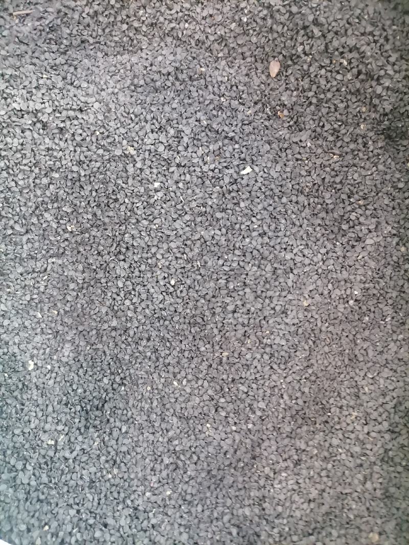 大葱子大葱籽