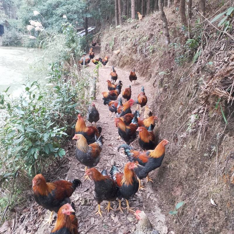 清远连州果园山地鸡，自家孵化，五谷投喂。原生态健康家禽