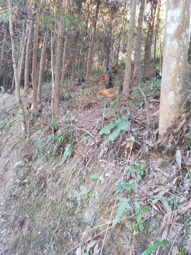 清远连州果园山地鸡，自家孵化，五谷投喂。原生态健康家禽