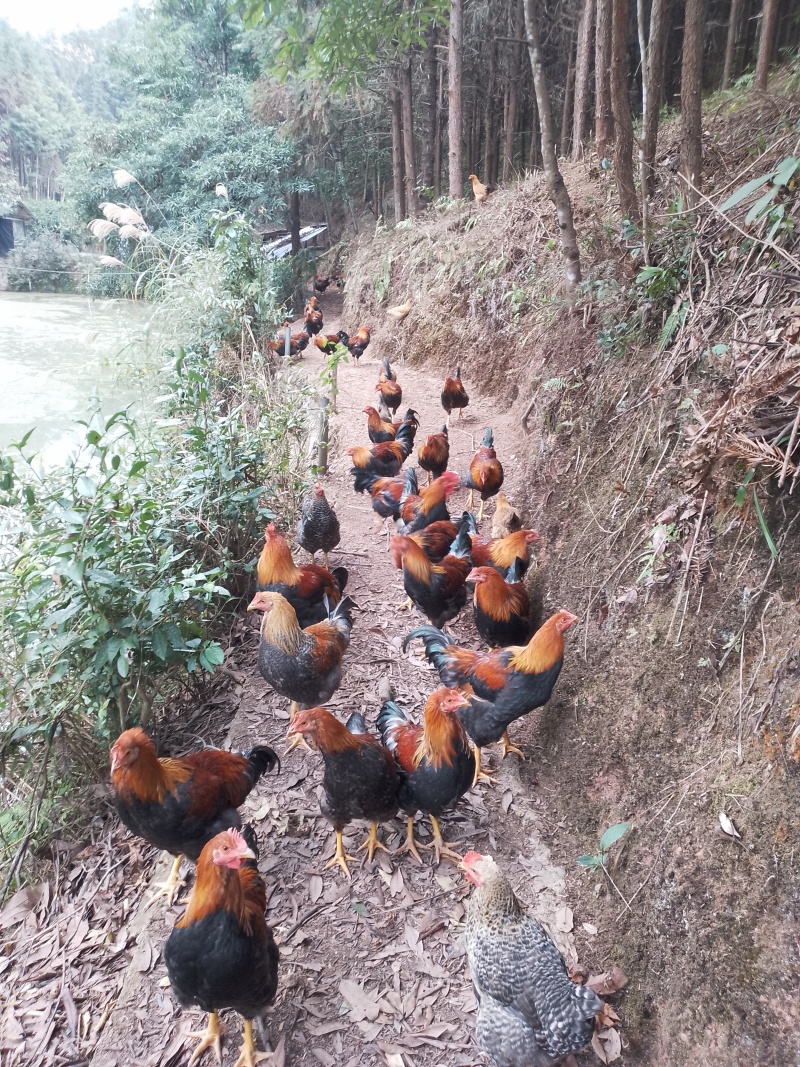 清远连州果园山地鸡，自家孵化，五谷投喂。原生态健康家禽