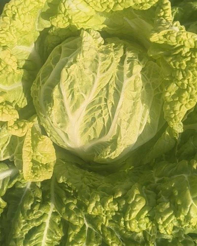 白菜新鲜现摘收割进行时，田园生活，每一刻都是小美好