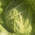 白菜新鲜现摘收割进行时，田园生活，每一刻都是小美好