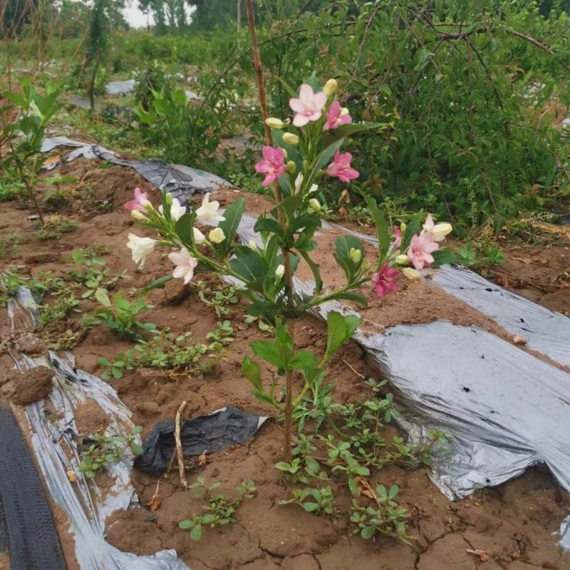 五彩锦带小苗大树自产自销苗圃基地一手货源