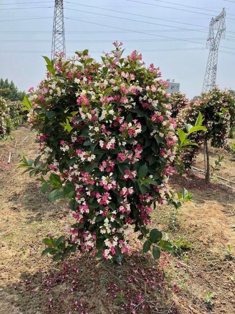 五彩锦带小苗大树自产自销苗圃基地一手货源
