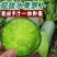 青头萝卜青萝卜产地看货论价保质保量欢迎订购