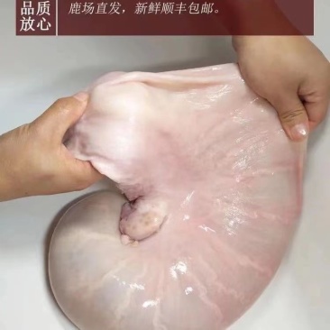 梅花鹿整只鹿胎干鹿胎鲜鹿胎双阳鹿乡鹿胎免费打粉鲜