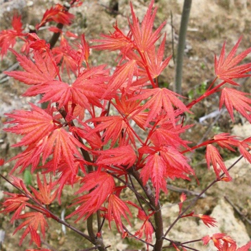茜空日本红枫树苗盆栽