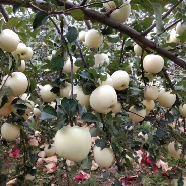 产地瑞雪苹果，澄城惠斌鑫诚果业***********