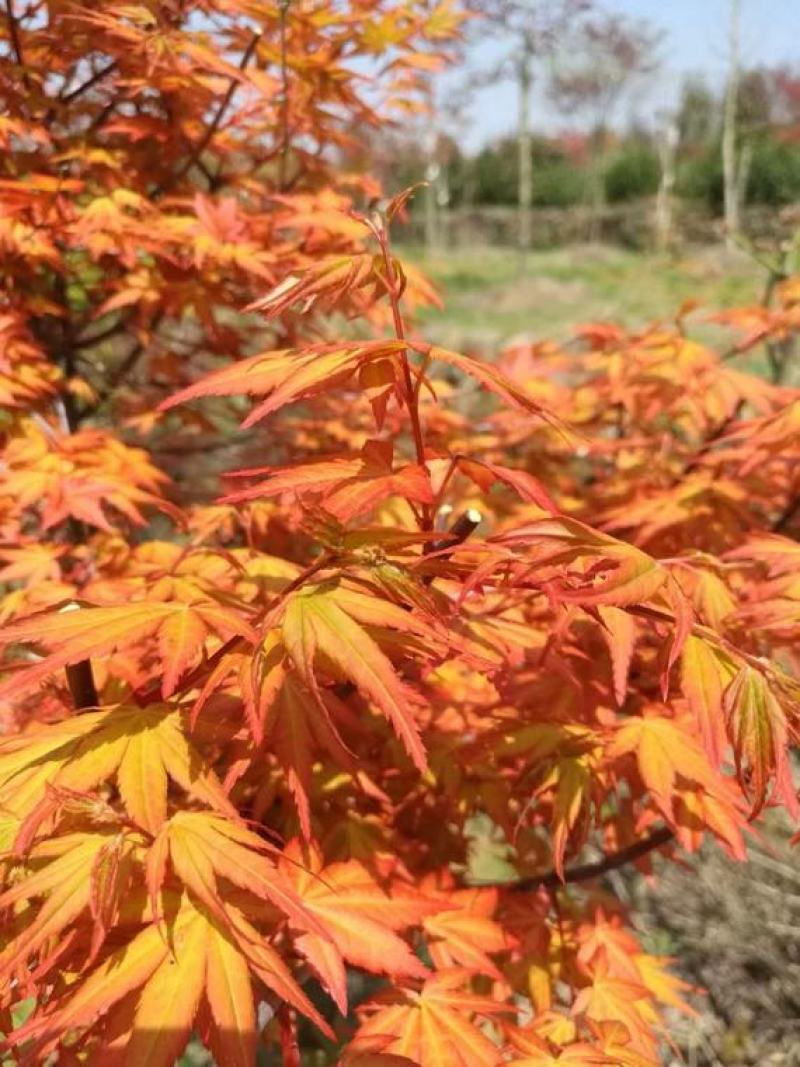 茜空日本红枫树苗盆栽