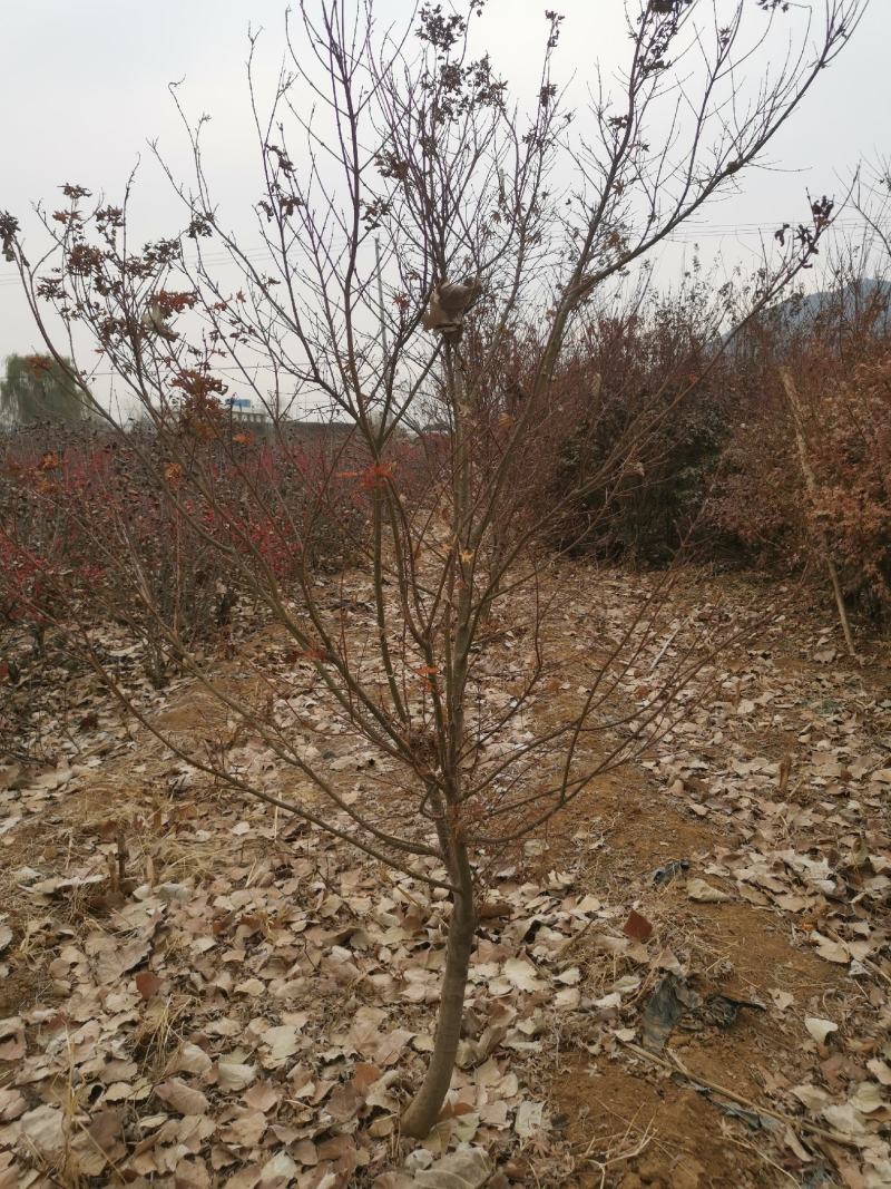 茜空日本红枫树苗盆栽