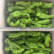 芜湖椒东北冷棚芜湖椒产地直发一手货源