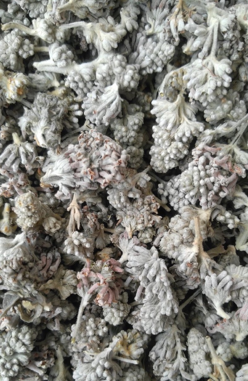 密蒙花