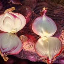 产地直销红葱圆葱货源海量