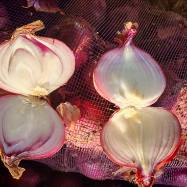 产地直销红葱圆葱货源海量