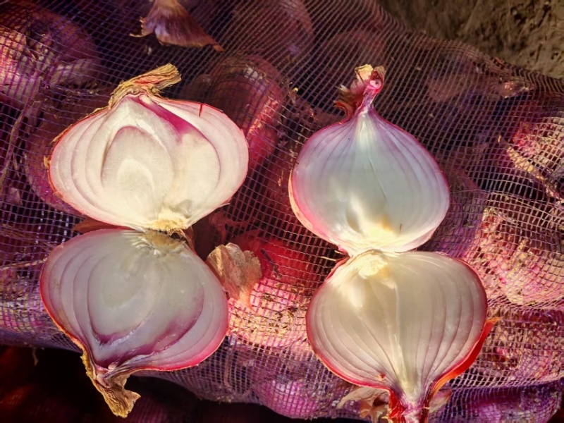产地直销红葱圆葱货源海量
