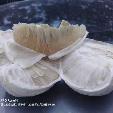 老树沙田柚