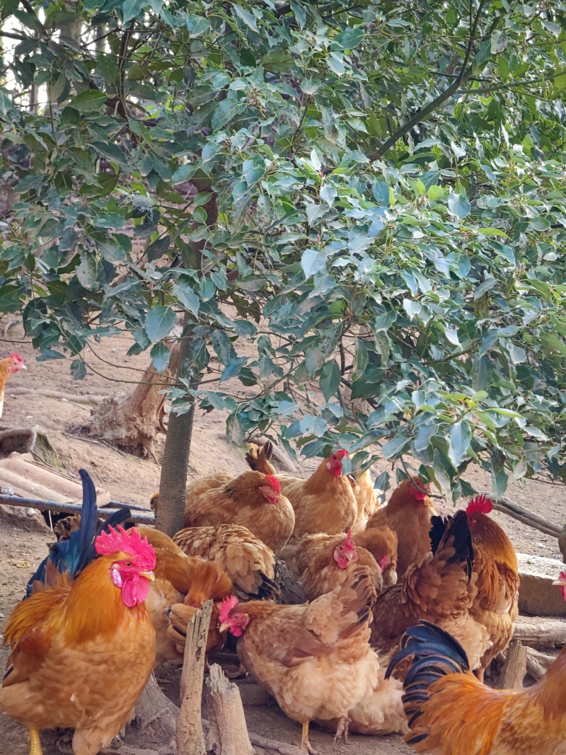 湖北散养土鸡种蛋/量大价优/诚信经营/欢迎下单联系
