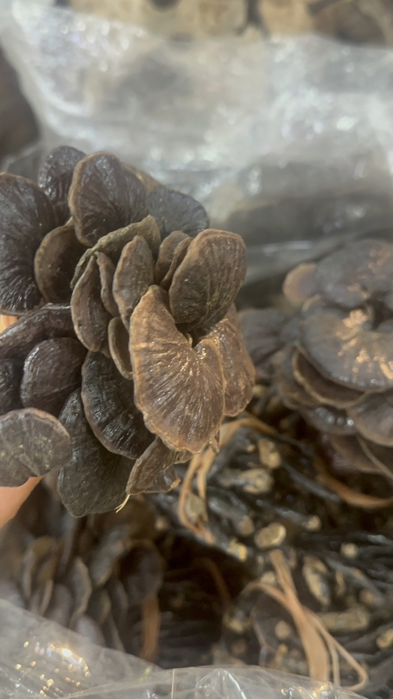 灵芝