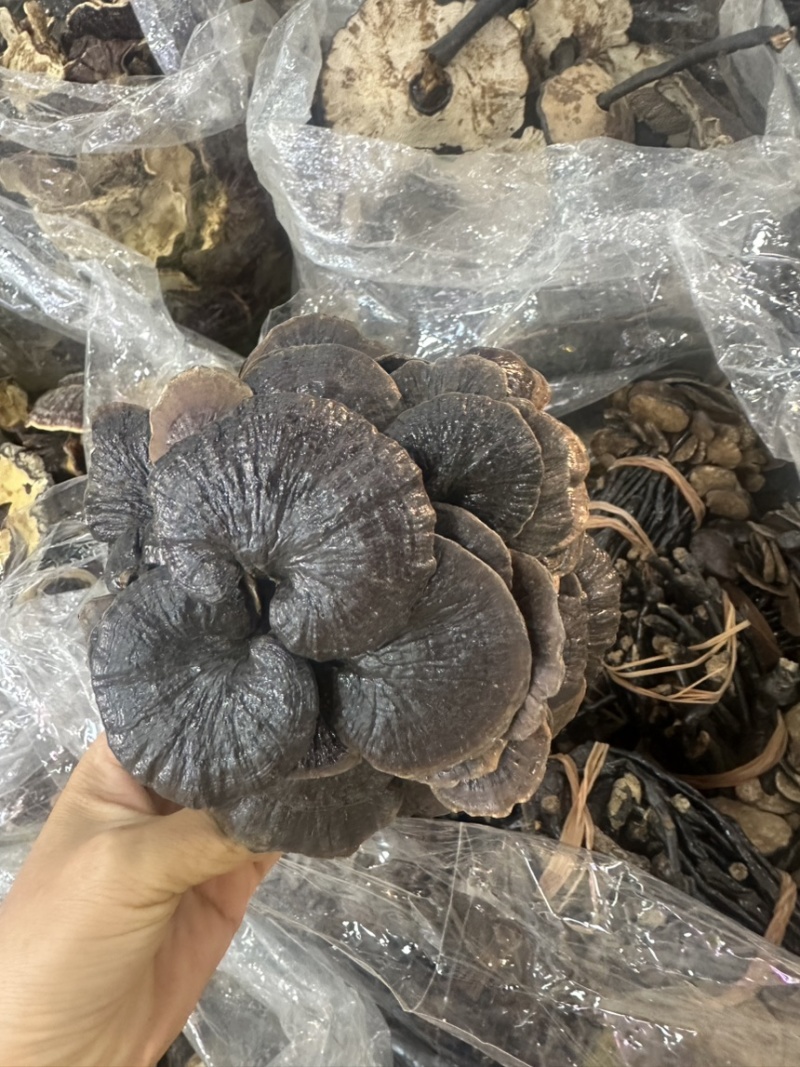 灵芝