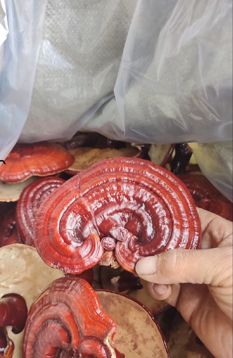 灵芝