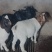 自己家养的山羊整圈出售