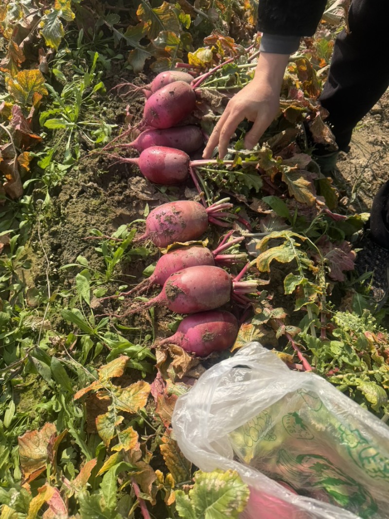 红皮水果萝卜湖北蔬菜基地直供