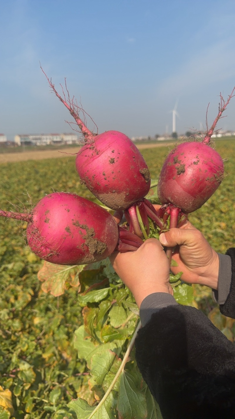红皮水果萝卜湖北蔬菜基地直供