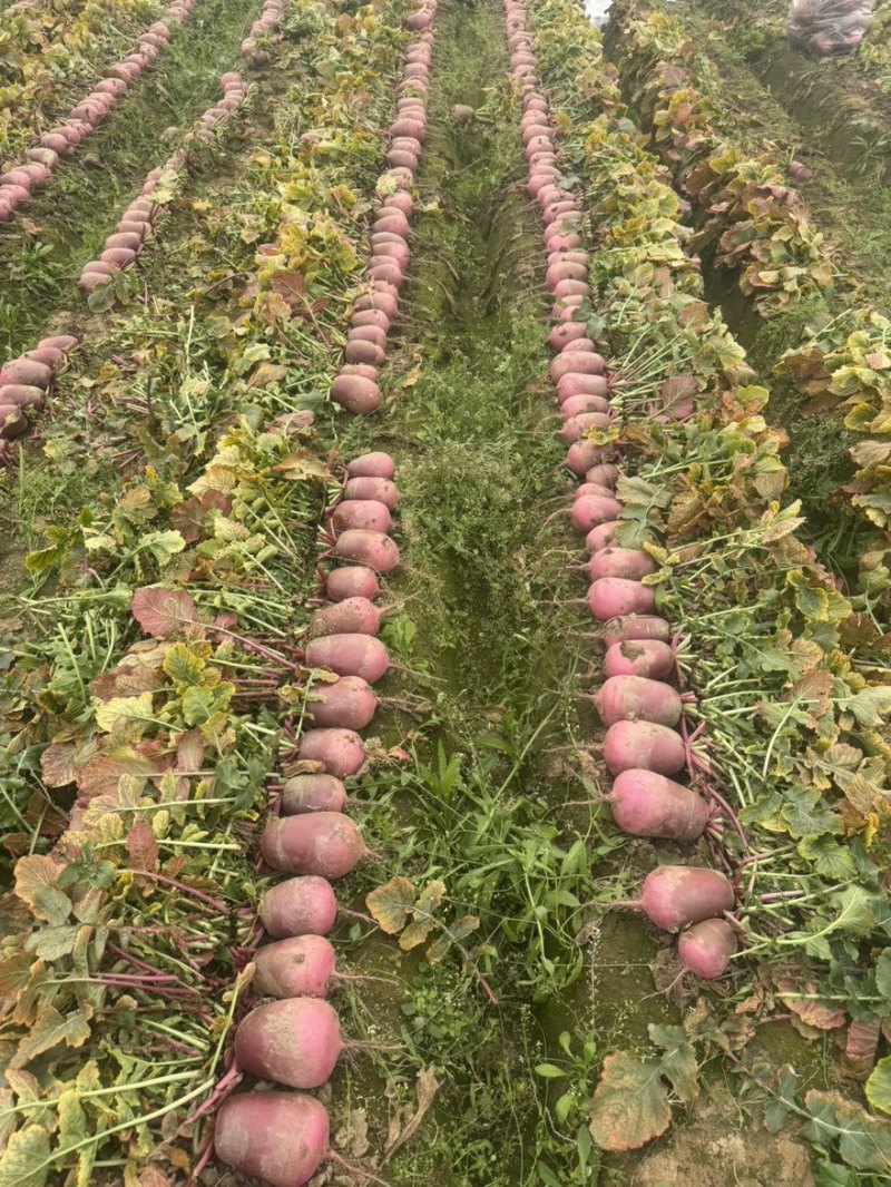 红皮水果萝卜湖北蔬菜基地直供